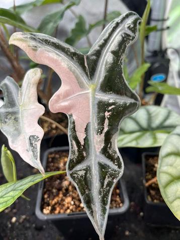 Alocasia Sanderiana Nobilis pink k variegata beschikbaar voor biedingen