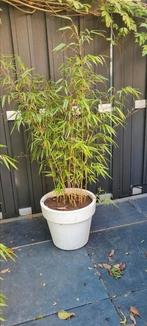 Bamboe Fargesia rufa in pot (moet snel weg), Tuin en Terras, Ophalen, Bloeit niet, Overige soorten, Halfschaduw