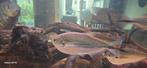 Triportheus Rotundatus 9x, Dieren en Toebehoren, Vis, Zoetwatervis, Schoolvis