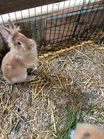Dwergkonijnttjes ram en voedster, Dieren en Toebehoren, Meerdere dieren, Dwerg, 0 tot 2 jaar
