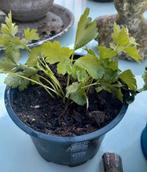 Maggieplanten .☘️ ...per stuk, Ophalen, Kruiden