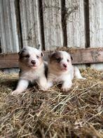 Border Collie pups, December, Meerdere dieren