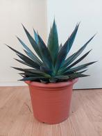 Agave Shaka Zulu - Agave / Eeuwplant H: 54 cm., Ophalen, Vetplant, Minder dan 100 cm, Volle zon