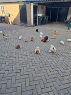 Cochin krielkippen. Hanen en hennen, Meerdere dieren, Kip