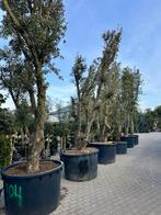 Kurkeik ( Quercus suber ) dubbelstam,  stamomtrek 60/80 cm, Overige soorten, Zomer, 400 cm of meer, Ophalen