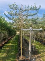 leilinde. leiboom. linde, Tuin en Terras, Ophalen of Verzenden, Overige soorten