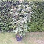 Boomvormige lijsterbes spiraea, Ophalen, Overige soorten