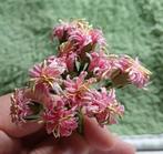 Bosje poppenhuis bloemen, Verzamelen, Poppenhuizen en Toebehoren, Ophalen of Verzenden, Poppenhuis