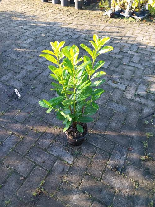 Laurier Novita 40-60 cm, Tuin en Terras, Planten | Bomen, Overige soorten, Minder dan 100 cm, Halfschaduw, In pot, Ophalen