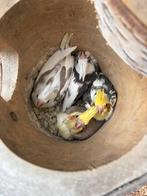 Te koop jonge valkparkieten, Dieren en Toebehoren, Vogels | Parkieten en Papegaaien, Geslacht onbekend, Parkiet, Tam