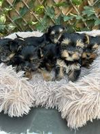 Yorkshire terriër pups, Dieren en Toebehoren, CDV (hondenziekte), 8 tot 15 weken, Meerdere, Meerdere dieren
