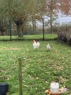 Poule de Bresse hanen ruilen, Dieren en Toebehoren, Pluimvee, Mannelijk, Kip