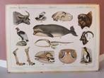MA Koekoek schoolplaat Karpaten / Australische dierenwereld, Antiek en Kunst, Ophalen, Natuur en Biologie