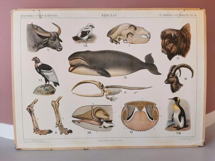 MA Koekoek schoolplaat Karpaten / Australische dierenwereld, Antiek en Kunst, Antiek | Schoolplaten, Natuur en Biologie, Ophalen