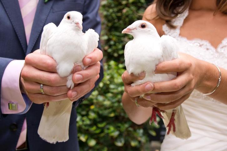 Bruidsduiven, witte duiven bruiloft, Hobby en Vrije tijd, Feestartikelen | Verhuur, Geboorte of Huwelijk, Ophalen