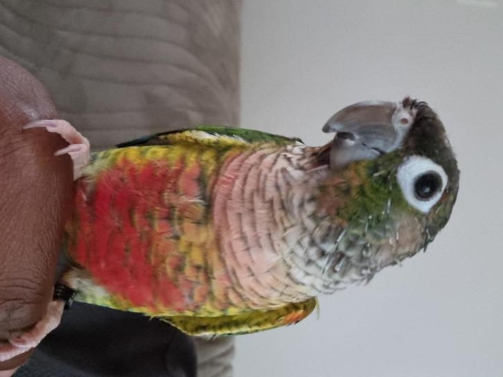 Pyrrhura, Dieren en Toebehoren, Vogels | Parkieten en Papegaaien, Papegaai, Geslacht onbekend, Tam, Geringd
