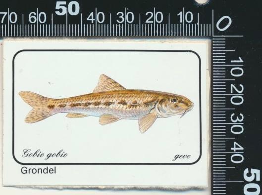 Sticker: Grondel - Gobio, Verzamelen, Stickers, Zo goed als nieuw, Bedrijf of Vereniging, Ophalen of Verzenden
