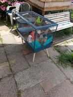 Tamme ratten, Dieren en Toebehoren, Knaagdieren, Rat, Juni, Vrouwelijk, Tam