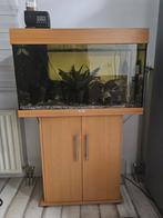 Juwel Aquarium Rio 125 Led 81x36x50 cm, Ophalen, Gebruikt, Gevuld zoetwateraquarium