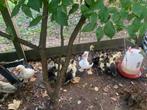 Muskuseend/barberie, Dieren en Toebehoren, Ophalen, Zo goed als nieuw, Kippenhok of Kippenren