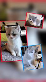Britse korthaar kittens, Dieren en Toebehoren, Katten en Kittens | Raskatten | Korthaar, Meerdere dieren, Ontwormd, 0 tot 2 jaar