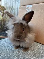 leeuwenkopkonijnen, Dieren en Toebehoren, Konijnen, Geslacht onbekend, Dwerg, Hangoor, 0 tot 2 jaar
