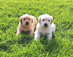 Golden retriever pups, Dieren en Toebehoren, Particulier, Rabiës (hondsdolheid), Meerdere, Golden retriever