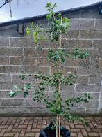 Ginkgo biloba / Royal Empress tree / Japanse notenboom, Bloeit niet, Overige soorten, 100 tot 250 cm, Ophalen