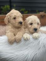 Labradoodle pups, Dieren en Toebehoren, CDV (hondenziekte), Meerdere, 8 tot 15 weken, Meerdere dieren