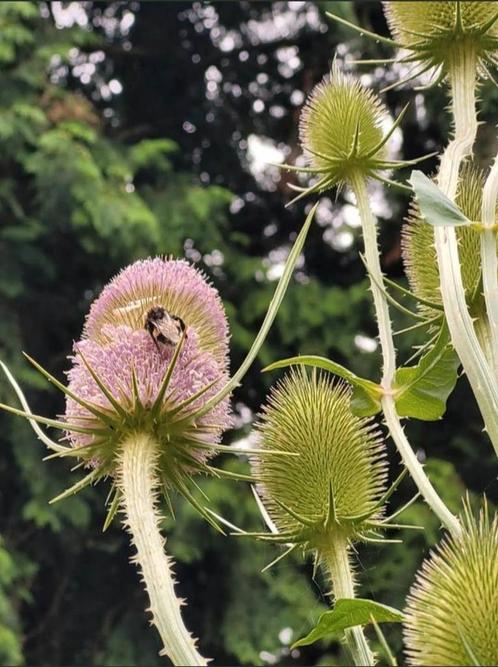 Engelenwortel of kaardebol, Tuin en Terras, Planten | Tuinplanten, Overige soorten, Volle zon, Zomer, Ophalen