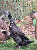 Loopeenden, Dieren en Toebehoren, Pluimvee, Meerdere dieren, Eend