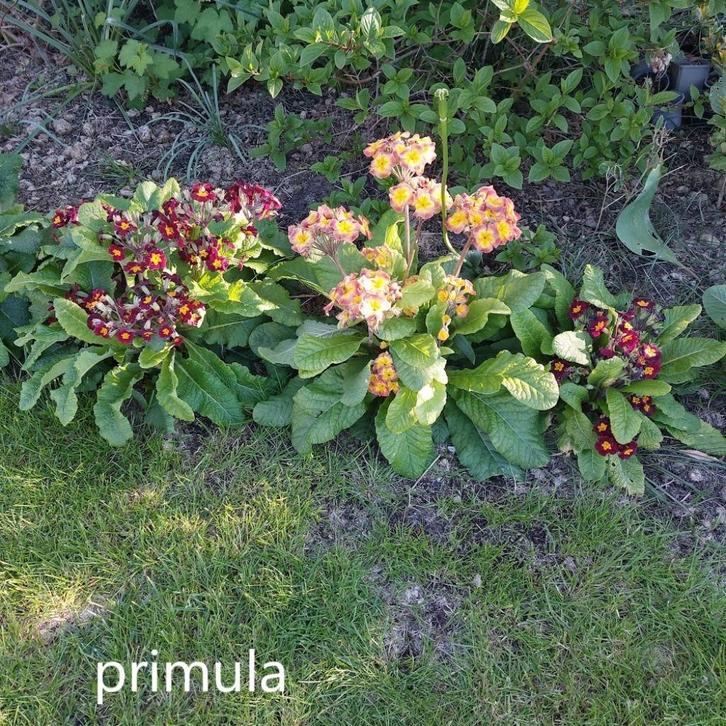 Primula, Tuin en Terras, Planten | Tuinplanten, Vaste plant, Overige soorten, Ophalen