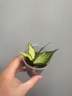 Hoya polyneura (inner variegata), Ophalen, Overige soorten, Minder dan 100 cm