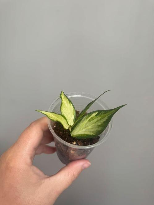 Hoya polyneura (inner variegata), Huis en Inrichting, Kamerplanten, Overige soorten, Minder dan 100 cm, Ophalen