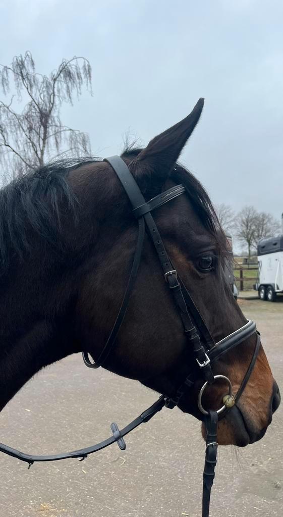 Mooie en lieve ruin, Dieren en Toebehoren, Paarden, Ruin, B, 160 tot 165 cm, 3 tot 6 jaar, Recreatiepaard, Met stamboom, Gechipt