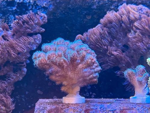 Pocillopora Blue, Hydnopora Sps, Dieren en Toebehoren, Vissen | Aquariumvissen, Zoutwatervis, Vis