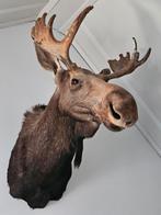 Mooie Eland/ Elk/ Moose, Ophalen, Zo goed als nieuw