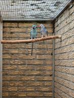 Kweekkoppel halsbanden, Meerdere dieren, Parkiet