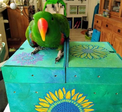 edelpapegaai man, Dieren en Toebehoren, Vogels | Parkieten en Papegaaien, Papegaai, Mannelijk, Tam