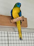 Turquoisine parkieten, Dieren en Toebehoren, Vogels | Parkieten en Papegaaien, Meerdere dieren, Parkiet