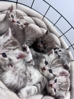 Britse korthaar kittens, Dieren en Toebehoren, Katten en Kittens | Raskatten | Korthaar, Gechipt, Meerdere dieren