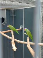 Koppel finsch amazones, Meerdere dieren, Papegaai, Geringd