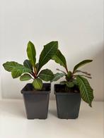 2 madagasker jewel planten, Ophalen, Overige soorten, Minder dan 100 cm