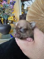 Prachtige raszuivere chihuahua pups!!!, CDV (hondenziekte), 8 tot 15 weken, Meerdere, Meerdere dieren