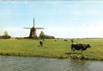 (NH463) Ansichtkaart Uitgeest Tweede Broeker Molen 1977, Verzenden, 1960 tot 1980, Ongelopen, Noord-Holland