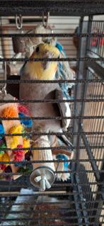 Goed huisje gezocht voor 2 lieve valkparkieten + kooi, Dieren en Toebehoren, Vogels | Parkieten en Papegaaien, Meerdere dieren