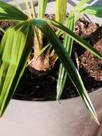 Trachycarpus fortunei, Ophalen, Zomer, Overige soorten, Halfschaduw