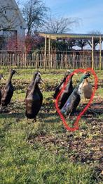 Indische loopeenden woerd te koop of te ruil, Dieren en Toebehoren, Meerdere dieren, Eend