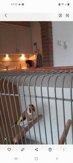 Majoor putter, Dieren en Toebehoren, Vogels | Overige Vogels, Mannelijk, Wildzangvogel, Geringd
