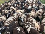 🇳🇱Bonte stamboek dekram🇳🇱 Zwoegervrij ARR/ARR, Dieren en Toebehoren, Mannelijk, Schaap
